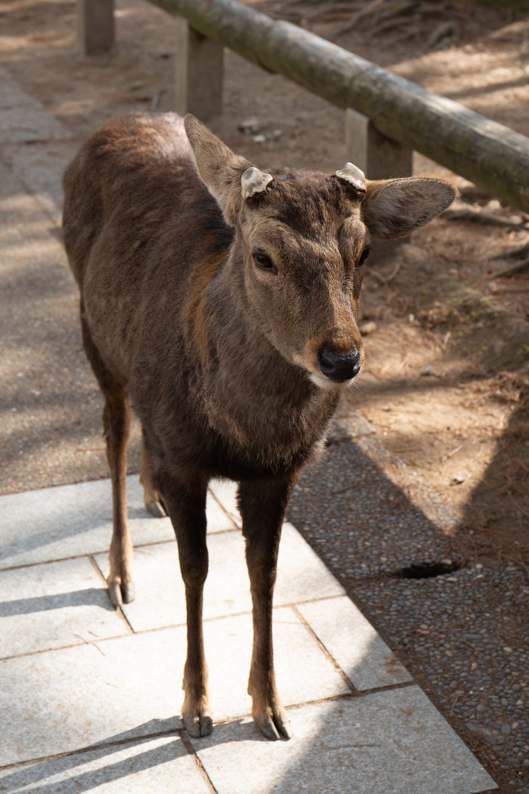 Nara Deer Park