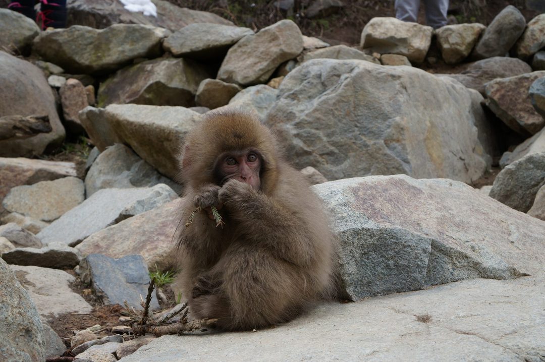 Jigokudani Monkey Park