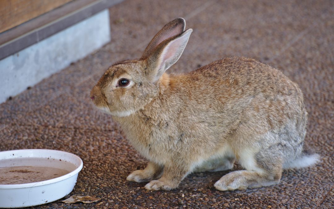 Okunoshima 'Rabbit Island'