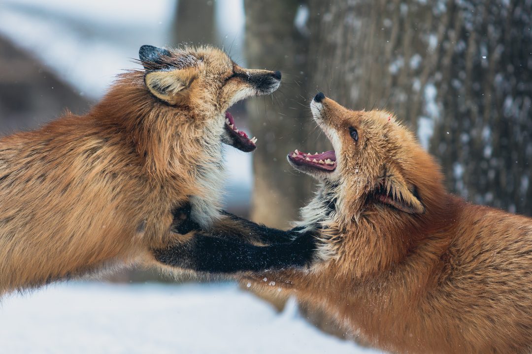 Zao Fox Village