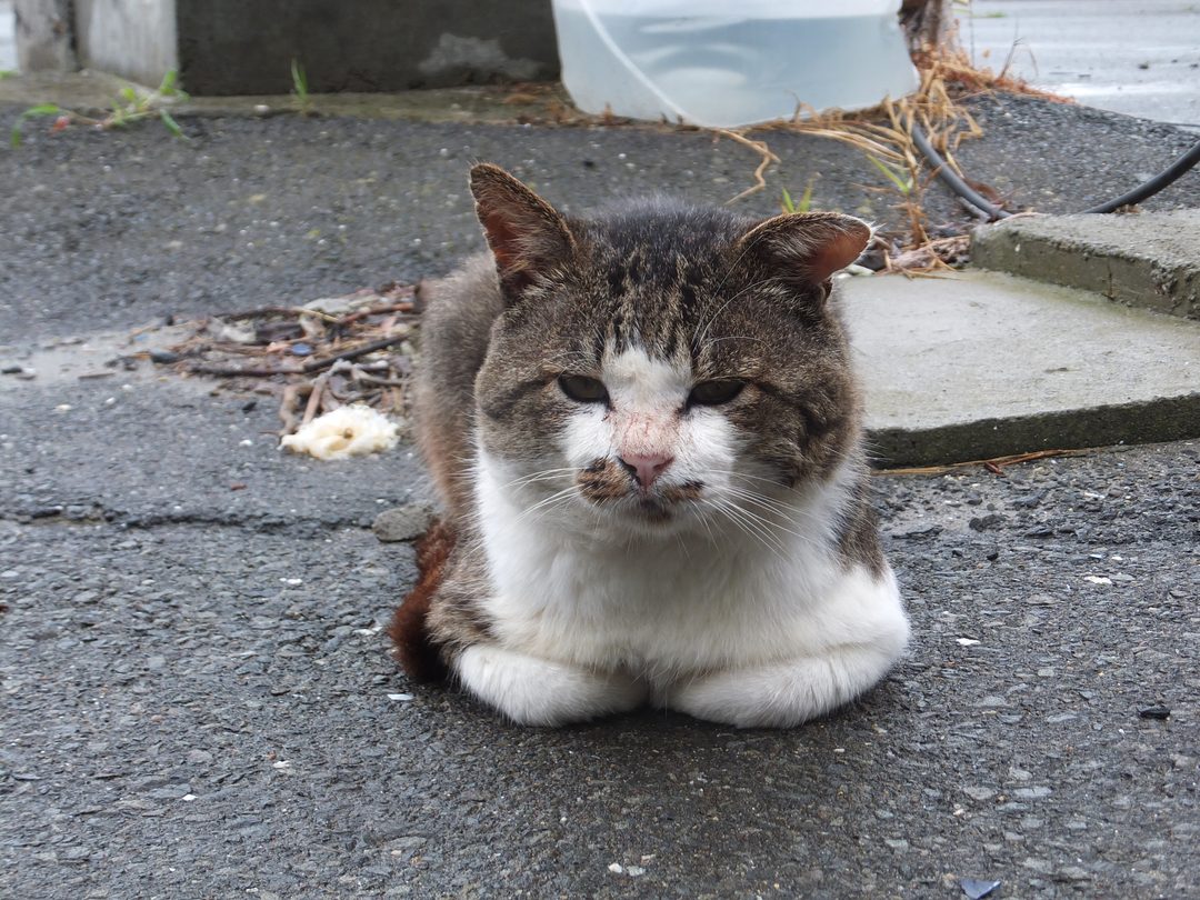 Tashirojima 'Cat Island'