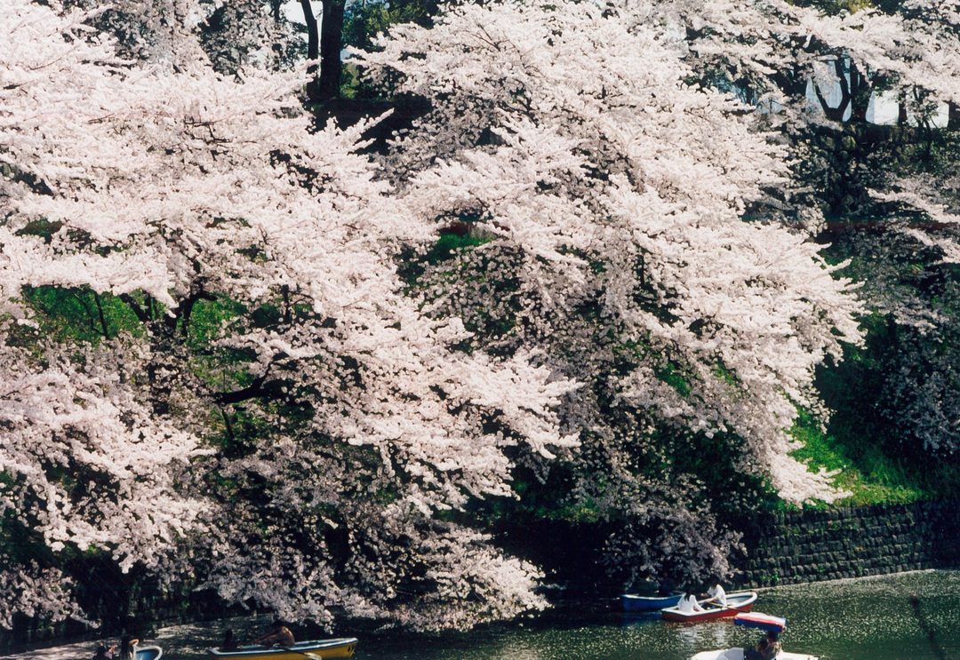 Chidorigafuchi