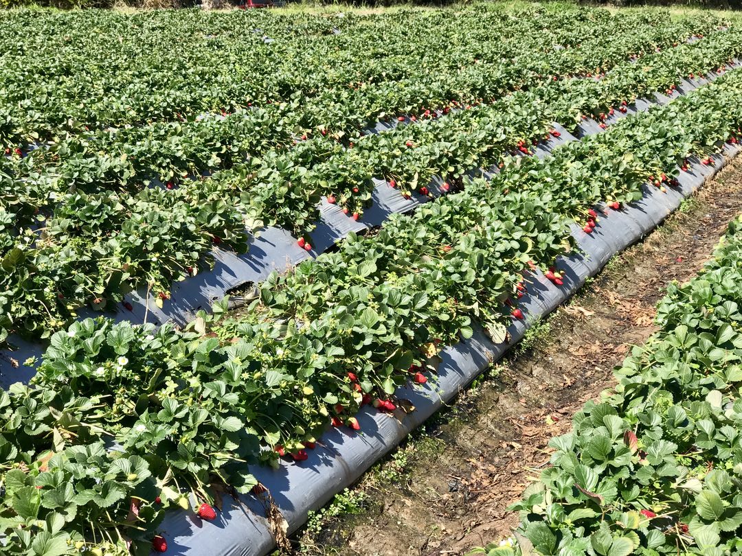 Yoshimura Strawberry Park