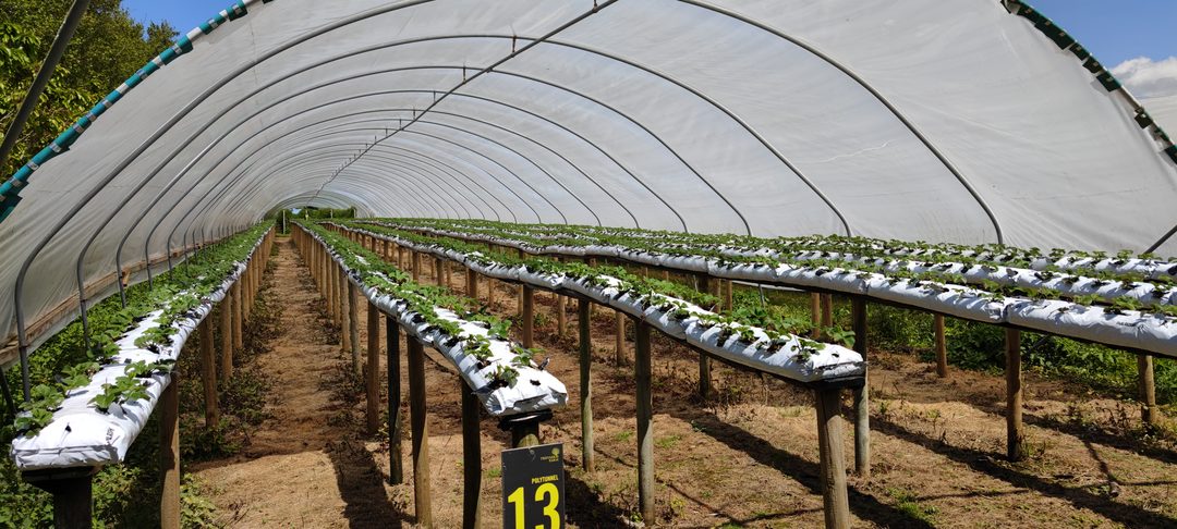 Tokue Strawberry Farm